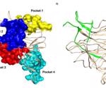 Sugar-binding pockets in N-terminal domain may increase SARS-CoV-2 infectivity