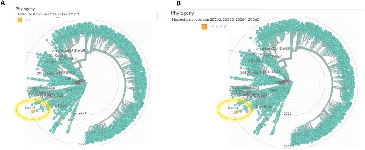 Global phylogenetic analysis showing the uniqueness of the spike 22194-22196 deletion (A) and the nucleocapsid (N) 28362-28371 deletion (B). the analysis was performed using Nextstrain (https://nextstrain.org/ncov/gisaid/global), based on sequences from the GISAID database (www.epicov.org/epi3/frontend#5c1e82). The lineage in which these mutations occur is circulated with a highlighted circle.