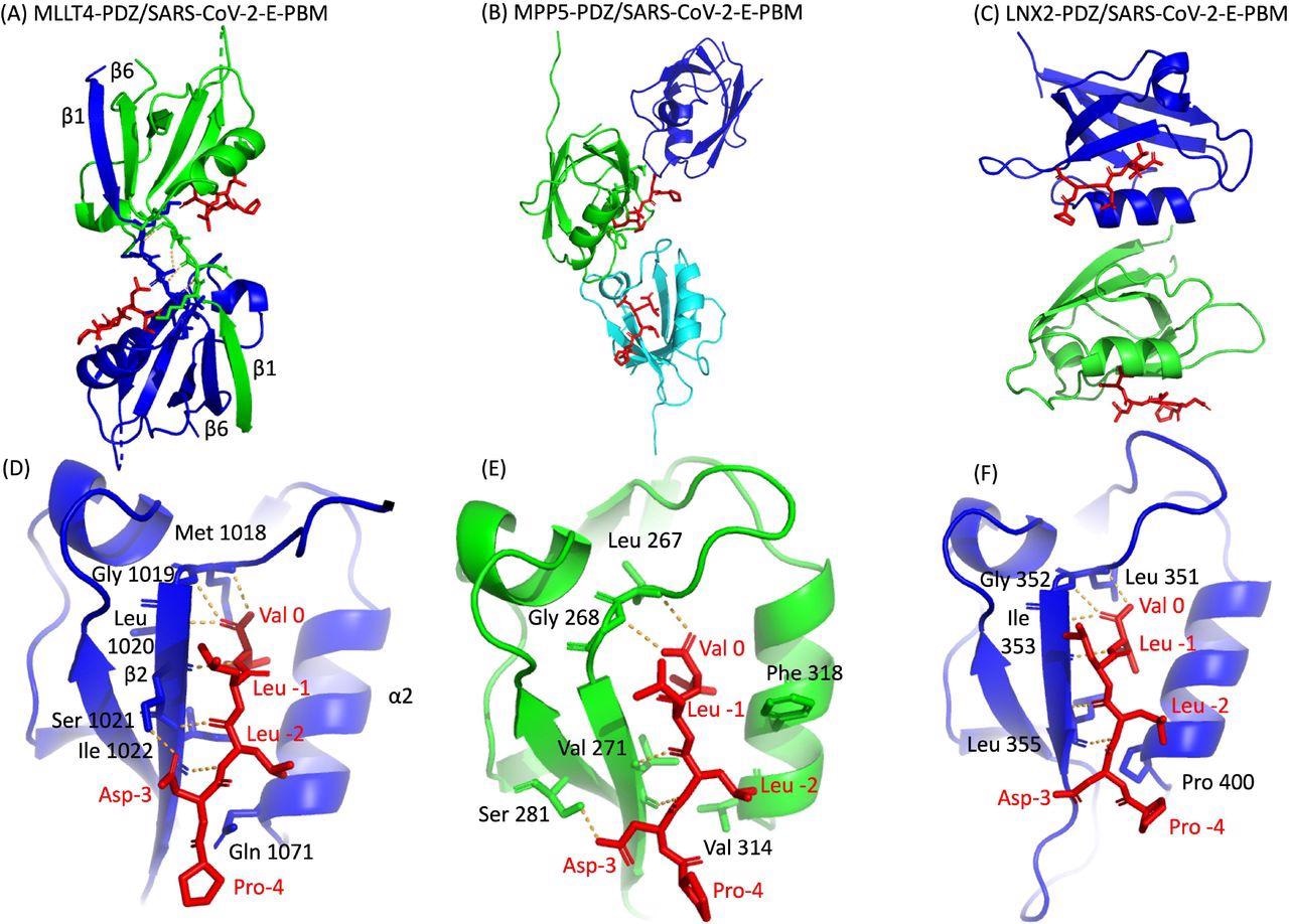 X-ray structures of PDZ domains of MLLT4, MPP5 and LNX2 bound to the SARS-CoV-2 protein E PBM. (A)(B)(C) The asymmetric unit of the PDZ domains of MLLT4, MPP5 and LNX2 respectively, bound to the SARS-CoV-2 protein E PBM shown as red sticks. (A) Selected interchain polar contacts related to the swapped dimer between the fragments Lys 1014-Gly 1017 of each chain are shown in orange and the associated residues are shown as sticks.  (D)(E)(F) Detailed views of the PDZ domains bound to SARS-CoV-2 protein E PBM. Important residues are labeled and shown as sticks. Intermolecular H-bonds and polar contacts are reported as orange dashed lines.