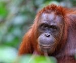 What are the implications of orangutan translocation risks in the COVID-19 era?