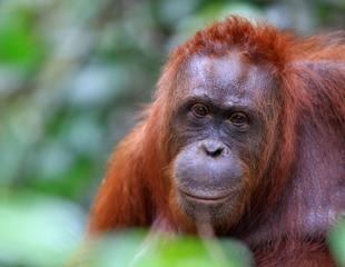 What are the implications of orangutan translocation risks in the COVID-19 era?