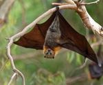 Containing a Nipah virus outbreak amidst the COVID-19 pandemic
