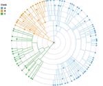 Novel bioinformatics pipeline for fast and scalable analysis of large viral phylogenies