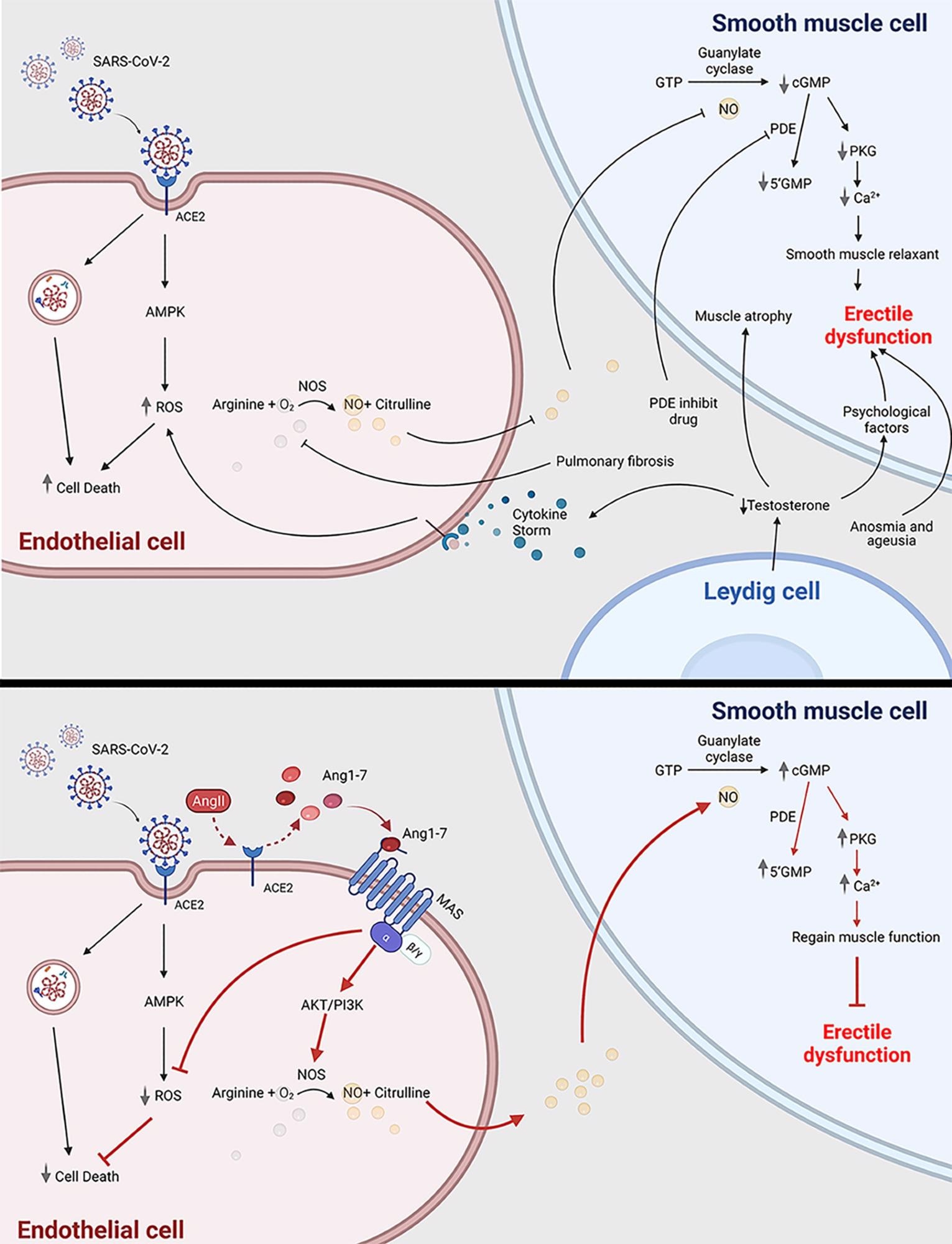 COVID-19 can cause erectile dysfunction. The potential mechanism of how COVID-19 infection is related to erectile dysfunction through impairing endothelial cell and smooth muscle cell (top panel); Ang1-7 is a potential novel drug target to treat erectile dysfunction in COVID-19 patients (bottom panel). ACE2, angiotensin-converting enzyme 2; SARS-CoV-2, severe acute respiratory syndrome coronavirus 2; ED, erectile dysfunction; ROS, reactive oxygen species; AMPK, AMP-activated protein kinase; Ang1-7, angiotensin 1-7; Ang II, angiotensin 2; PDE, phosphodiesterase; 5’GMP, Guanosine-5’-monophosphate; cGMP, cyclic guanosine monophosphate; PKG, Cyclic GMP–dependent protein kinase; NOS, nitric oxide synthase. This scheme was created using BioRender, accessed on Sept. 29, 2021.