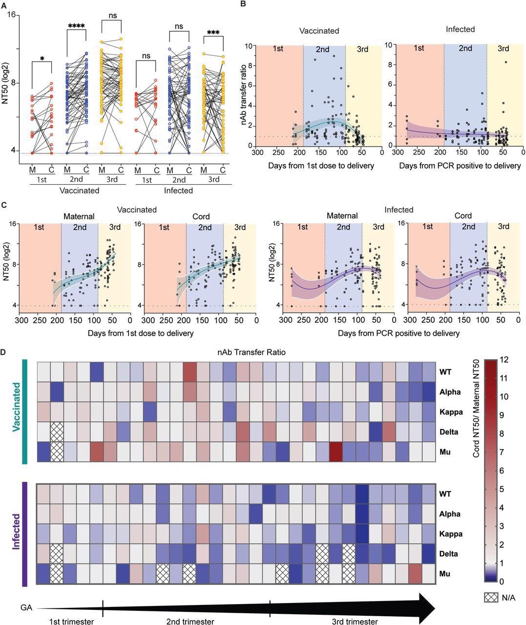 Placental Transfer of SARS-CoV-2 Antibodies. (A) The effect of trimester on antibody transfer. The dot plots show NT50 titers for a cohort of vaccinated maternal-cord pairs. Three separate analyses were performed on the trimester at time of first exposure (Red, first trimester; blue, second trimester; yellow, third trimester). Lines connect mother:cord dyads. Significance was determined by the Wilcoxon signed-rank test. (B) Maternal-cord transfer ratios (TR) of nAbs were calculated by cord NT50/maternal NT50 to assess efficiency of nAb transfer. nAb TRs are shown by timing on the first vaccine dose or the first positive PCR result. Correlations between the cord to maternal nAb ratio and days from events were analyzed using non-linear regression analysis. (C) Maternal and cord NT50 values were shown by timing on the first vaccine dose or the first positive PCR result. (D) Patient based nAb TRs for each SARS-CoV-2 strain in both vaccinated and infected patients. All patients were ordered according to increasing gestational age (GA) within their groups. N/A, samples are not enough. *P < 0.05; ***P < 0.001; ****P < 0.0001; ns, not significant.