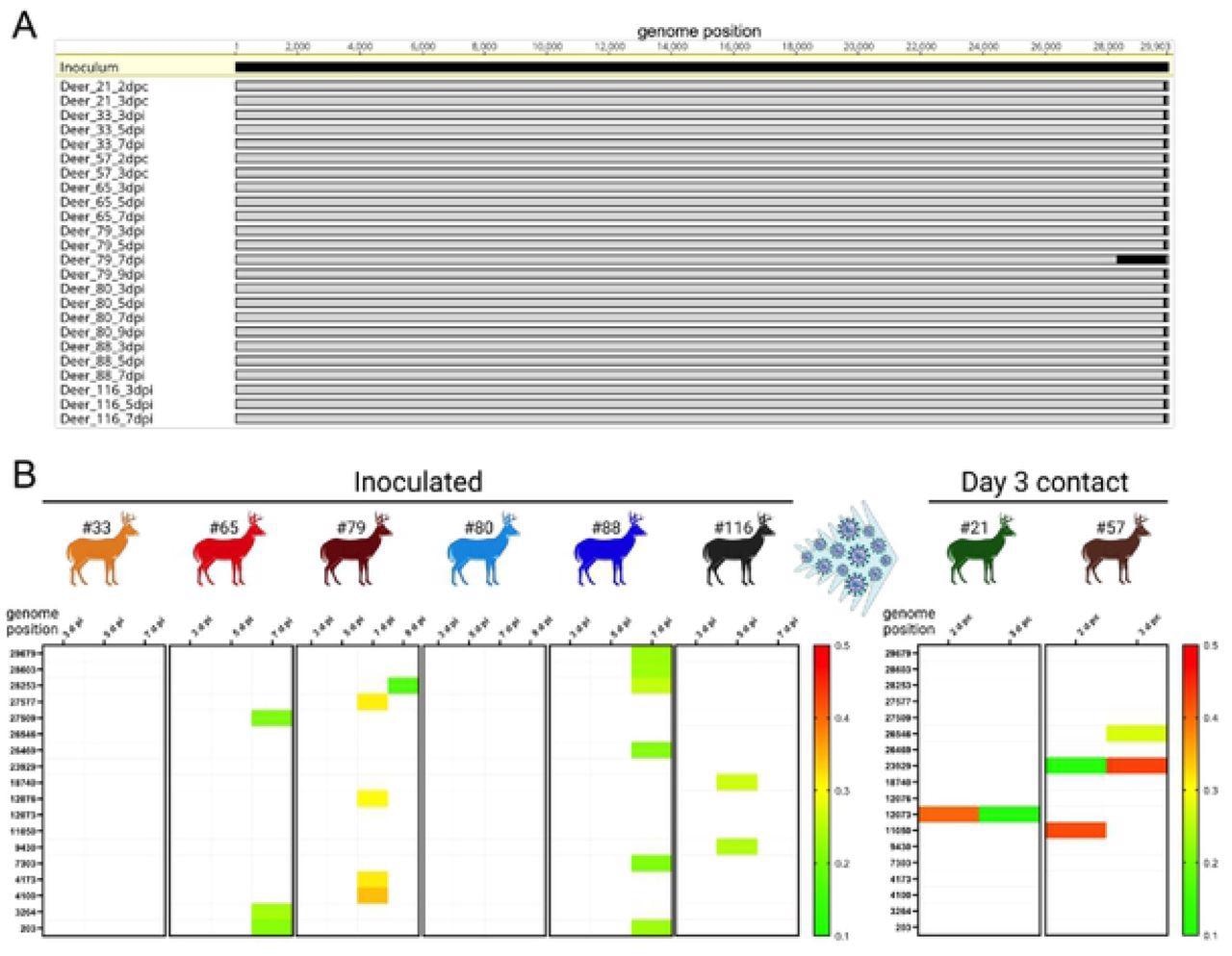 Low genetic diversity observed following SARS-CoV-2 replication and transmission in white-tailed deer. Genome sequences were obtained directly from nasal secretions from all the 6 inoculated fawns collected on days 3, 5, 7 and/or 9 post-inoculation (pi) and from oronasal secretions from the day 3 contact animals (n = 2) collected on days 2 and 3 post-contact (pc). A) Whole genome sequence analyses of SARS-CoV-2 sequences recovered from all inoculated and contact fawns revealed no amino acid differences in the consensus SARS-CoV-2 genome in comparison to the genome sequence of the inoculum virus isolate NYI67-20. B) Minor variant viral populations distributed throughout the virus genome from inoculated fawns on days 3, 5, 7 and/or 9 pi and from oronasal secretions from the day 3 contact animals (n = 2) collected on days 2 and 3 pc.