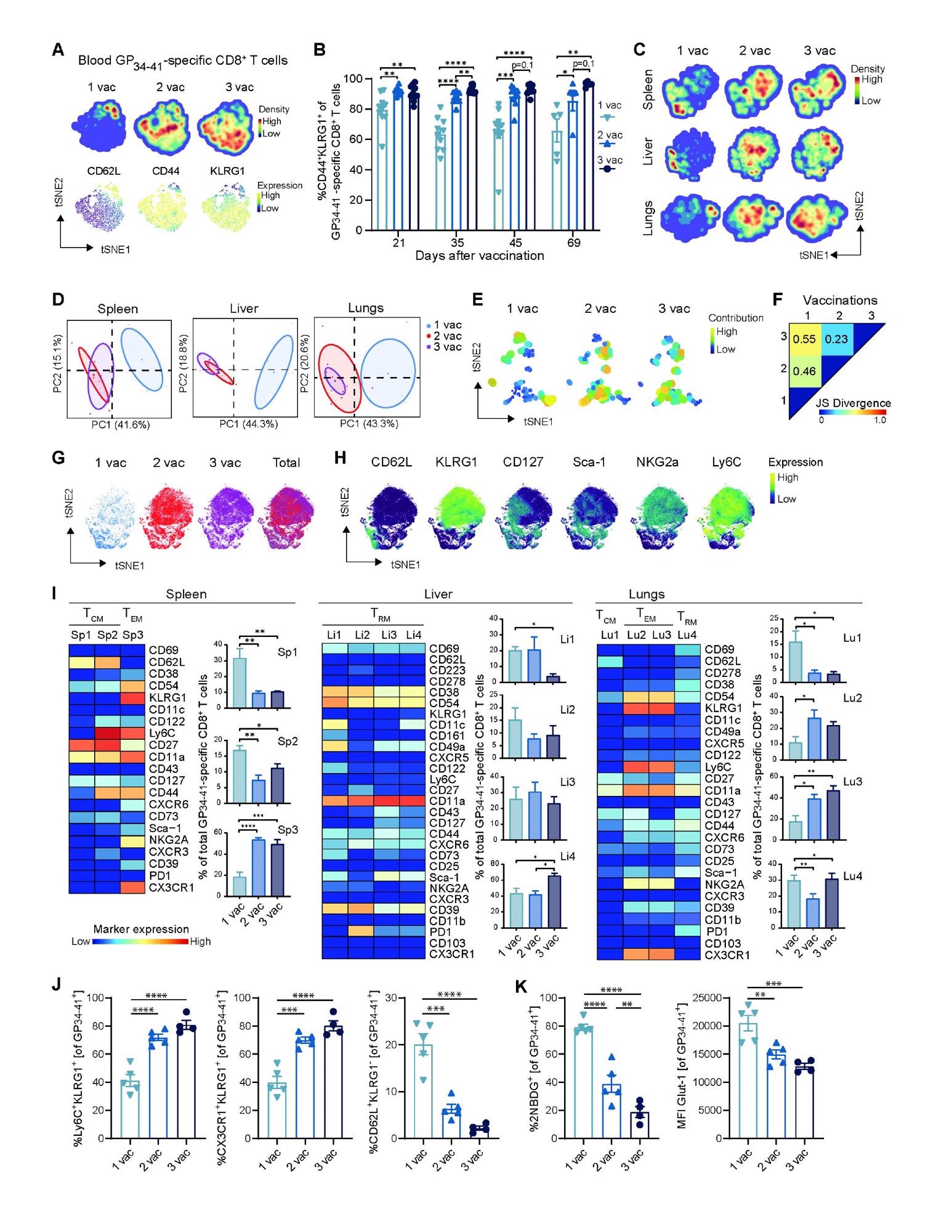 Boosting impact on the phenotype of vaccine-specific CD8+ T cells. (A) tSNE maps describing the local probability density of GP34-41-specific CD8+ T cells stained for CD62L, CD44, KLRG1 at day 71 after 1, 2 and 3 vaccinations. (B) Frequencies of CD44+ KLRG1+ GP34-41-specific CD8+ T cells in blood. Bar graphs represent means ± SEM. Symbols represent individual mice. (C) tSNE maps describing the local probability density of GP34-41-specific CD8+ T cells in spleen, liver and lungs stained at day 71 after 1, 2 and 3 vaccinations with the mass cytometry panel. (D) Principal Component Analysis illustrating the phenotypic dissimilarity of GP34-41-specific CD8+ T cells per tissue upon multiple vaccinations. (E) tSNE maps showing GP34-41-specific CD8+ T cell clusters per vaccination. Clusters with similar composition profiles across samples end up close together in the map. The varying dot size and color in this cluster tSNE map shows the average cluster normalized frequencies per vaccination/tissue group. (F) Pairwise Jensen-Shannon Divergence plots of the tSNE map obtained from all samples of GP34- 41-specific CD8+ T cells grouped by vaccinations. (G) tSNE embedding of GP34-41-specific CD8+ T cells isolated from vaccinated mice and multiple tissues in one analysis. Cells are color coded per vaccination. (H) Expression intensity of the cell-surface markers on the GP34-41-specific CD8+ T cells. The color of the cells indicates ArcSinh5-transformed expression values for a given marker analyzed. (I) Heat maps of GP34-41- specific CD8+ T cell clusters in the spleen, liver and lungs of mice that received multiple vaccinations. Clusters were selected based on their significant difference and categorized in TCM, TEM and TRM subsets. Bar graphs indicate the average percentage (+ SEM) of each CD8+ T cell cluster within the GP34-41-specific CD8+ T-cell population elicited by one, two and three vaccinations. (J) Cell surface marker (Ly6C+ KLRG1+ , CX3CR1+ KLRG1+ and CD62L+ KLRG1- ) expression on GP34-41-specific CD8+ T cells at day 66 in spleen after 1, 2 or 3 vaccinations. Bar graphs represent means ± SEM. Symbols represent individual mice. Representative data of two independent experiments. (K) Glucose analog 2-(N-(7-nitrobenz-2-oxa-1,3-diazol-4-yl)amino)- 2-deoxyglucose (2-NBDG) uptake and GLUT1 expression of splenic GP34-41-specific CD8+ T cells at day 66 in after 1, 2 and 3 vaccinations. Symbols represent individual mice. Bar graphs represent means ± SEM. Representative data of two independent experiments. One-way ANOVA test with repeated measurements was used for statistical analysis. *P<0.05, **P<0.01, ***P<0.001, ****P<0.0001.