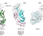 Identifying a recurring pattern in broadly neutralizing antibodies that can target an epitope on SARS-CoV-2