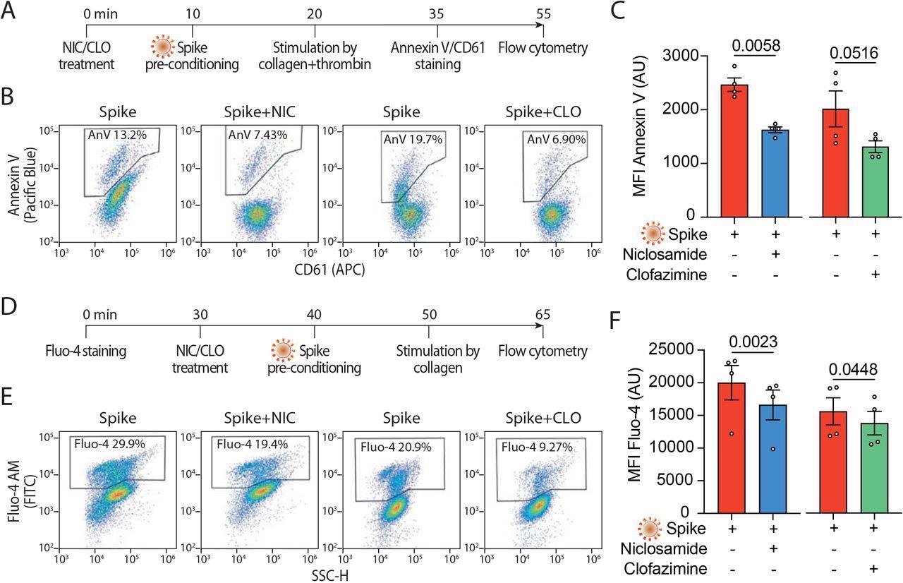 Niclosamide and Clofazimine reduce annexin V and intracellular calcium A. Experimental scheme to assess annexin V reactivity upon Spike stimulation and drug treatment. Platelets were pre-incubated with Niclosamide (NIC, 1 μM) or Clofazamine (CLO, 5 μM) for 10 min, followed by incubation with collagen (30 μg/ml) and thrombin (0.5 units) for 15 min. Platelets were then stained with Annexin V-Pacific Blue and CD61-APC and analysed by flow cytometry.  B. Representative flow cytometry plots. The boxed areas show the percentage of washed platelets positive for annexin V upon pre-treatment with Niclosamide (NIC), Clofazimine (CLO) or vehicle and incubation with VSV-G or Spike pseudoparticles, followed by stimulation with collagen and thrombin.  C. Mean fluorescence intensity (MFI) of annexin V positive platelets (AU, arbitrary units). Results are from