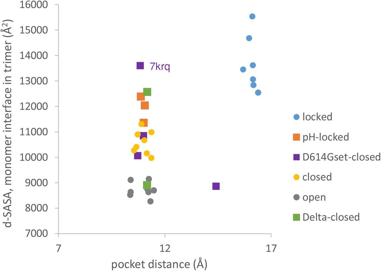 Variants carrying the D614G mutation do not cluster on a plot of pocket distance against S monomer burial within the S trimer. Clustering of locked, pH-locked, closed, and open forms in terms of monomer burial (Lobo and Warwicker, 2021) extends also to pocket distance. However, D614G set S proteins show greater variation, and the two Delta variant S proteins displayed are also well separated in monomer burial. Values are 3 monomer averages for each of the S protein trimers. Other than the open set, only trimers with all RBDs down are included (and thus sets are named D614Gset-closed and Delta-closed).