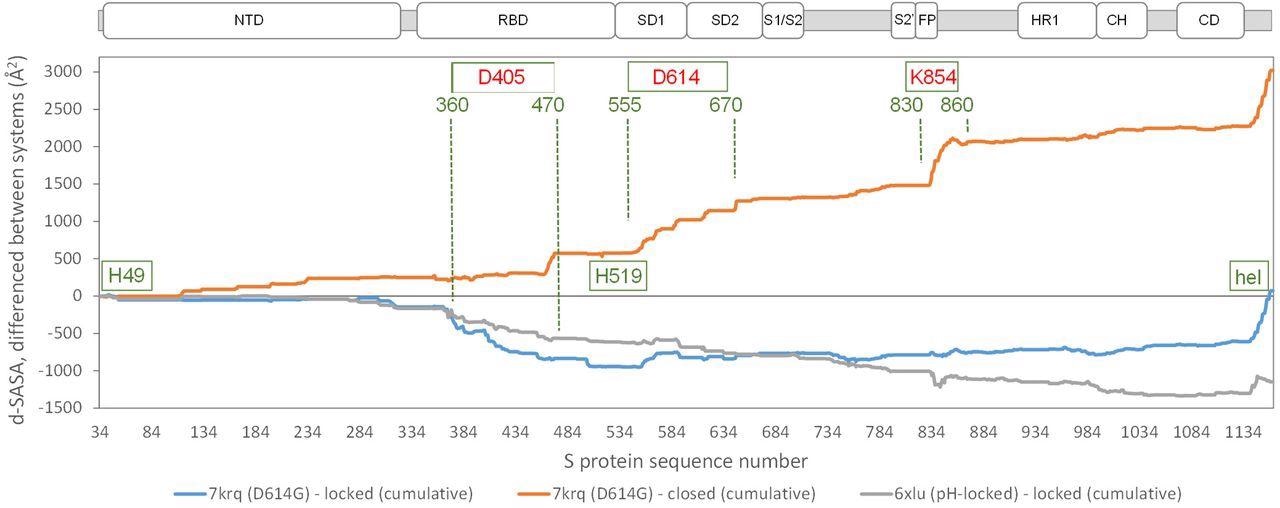 Comparison of acidic pH and D614G mutation effects on packing within the S trimer. The d-SASA value (monomer burial within a trimer) is further differenced between the systems indicated, between 7krq (D614G, closed pocket but burial approaching the locked form) and the average over the locked set, between 7krq and the average over the closed set, and between 6xlu (pH-locked) and the average over the locked set. These double difference quantities are plotted cumulatively over the sequence of the S trimer, for which structure is available, with sub-domains (Berger and Schaffitzel, 2020) indicated (NTD N-terminal domain, SD1/SD2 subdomains 1 and 2, S1/S2 proteolytic cleavage site between subunits, S2’ cleavage site within S2 subunit, FP fusion peptide, HR1 heptad repeat 1, CH central helix, CD connector domain). Regions and amino acids of particular interest are displayed with residue numbers and in relation to the changes in burial. A C-terminal helical coil interaction between monomers (present only in some structures) is labelled (hel).
