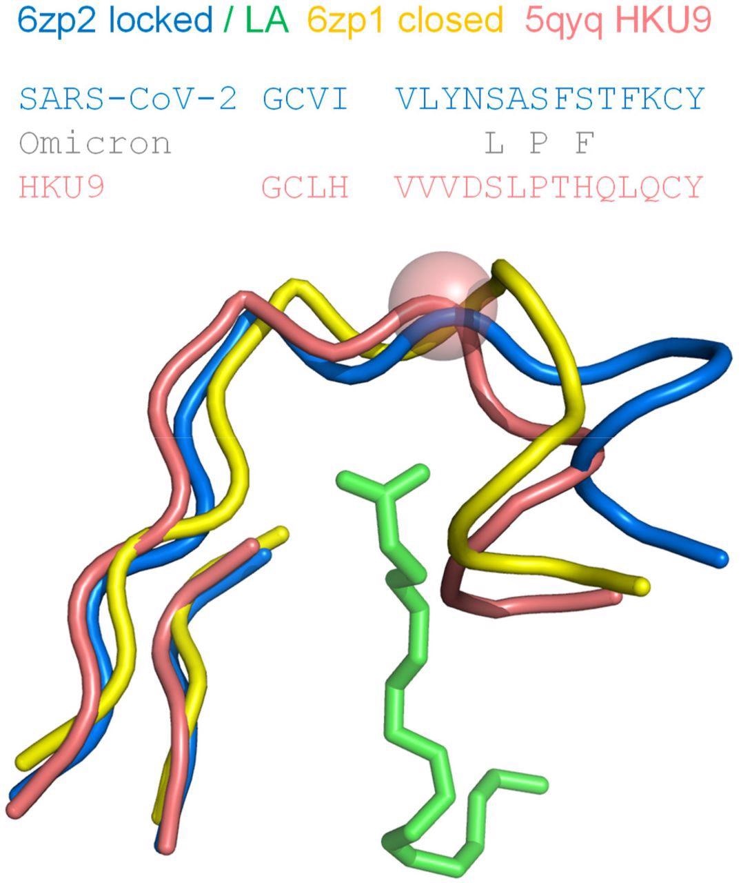 Proline in the RBD of coronavirus HKU9, a site equivalent to S373 in the SARS-CoV-2 RBD, exhibits a kink in the mainchain. Regions around the LA binding site of SARS-CoV-2 S protein RBD are shown for locked (6zp2) and closed (6zp1) structures, with LA from 6zp2. The β-strand elements align well structurally, whereas the difference in pocket gating structures between pocket open/occupied (6zp2) and closed/unoccupied (6zp1) is clear in the turn region at the right hand side. A proline in the RBD of bat-derived coronavirus HKU9 (Huang et al., 2016), at the equivalent location to S373 of SARS-CoV-2 S protein, is indicated with a sphere at the Cα added to its tube mainchain. Amino acid sequences are shown for the contiguous turn-strand, with changes in the SARS-CoV-2 Omicron variant added.