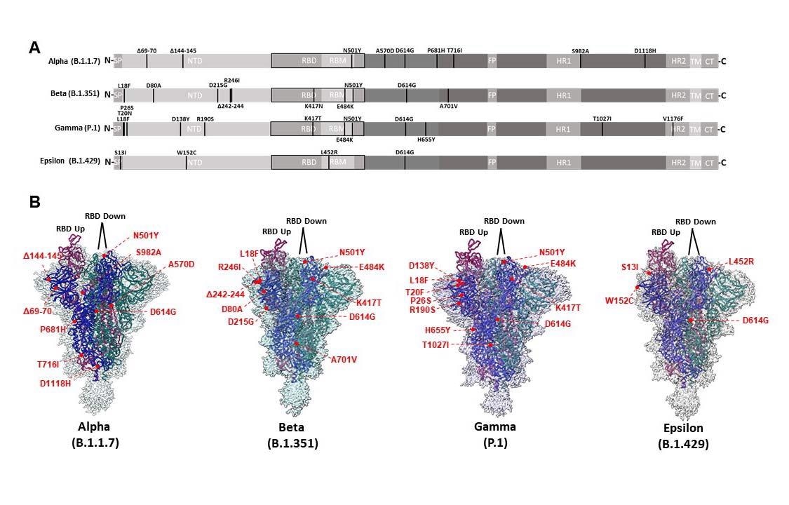 CryoEM structures of Alpha, Beta, Gamma, and Epsilon spike glycoproteins. (A) Linear schematic depicting mutations within variant S proteins (SP: Signal peptide, NTD: N-terminal domain, RBD: Receptor binding domain, RBM: Receptor binding motif, FP: Fusion peptide, HR1: Heptad repeat 1, HR2: Heptad repeat 2, TM: Transmembrane, CT: Cytoplasmic tail). (B) Global cryoEM maps and models for the Alpha (2.56 Å), Beta (2.56 Å), Gamma (2.25 Å), and Epsilon (2.4 Å) variant S proteins. Mutational positions are indicated and labeled in red.