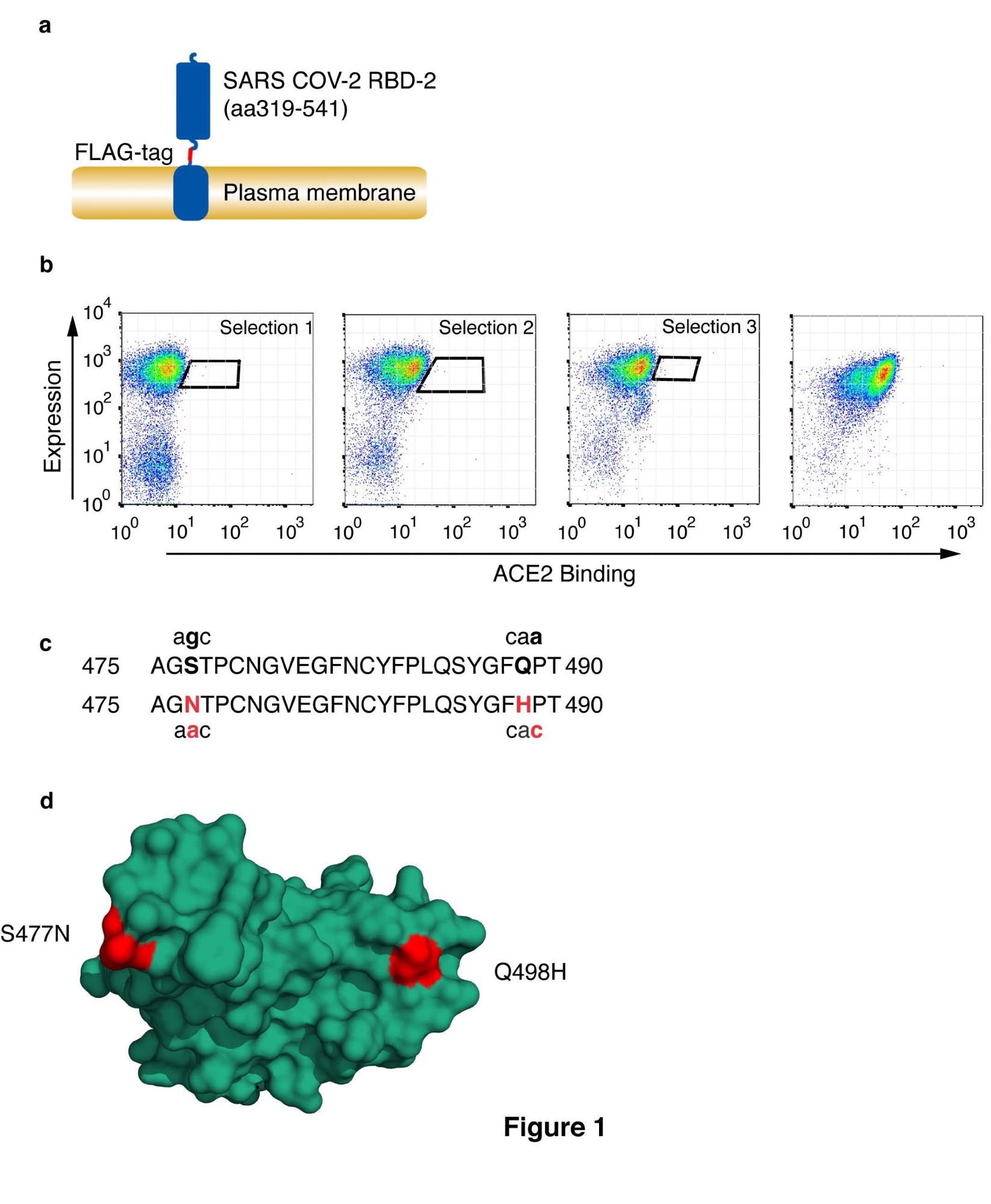 Selection of CoV-2 receptor binding domain with high affinity for HuACE2. (a) Schematic representation of cell surface-expressed CoV-2 RBD showing RBD, FLAG-epitope tag, and PDGF-receptor transmembrane anchor. (b) CoV-2 RBD was selected for enhanced ACE2 binding by somatic hypermutation and cell surface display in DT40 cells. FACS plots are shown of DT40 cells following binding of H6-tagged-HuACE2. Bound ACE2 was detected with anti-Histidine6-PE and the expression level of RBD was assessed with ant-FLAG-APC. Sort windows are indicated for each round of selection and diversification, selecting at each round for the highest Ang2 binding. Selections were performed at 0.1nM ACE2. The final panel shows a binding plot of the selected cells. (c) Amino acid substitutions S477N and Q498H in the selected RBD are shown, along with the corresponding single-nucleotide mutations. Substituted residues and nucleotides are in red. (d) Position of residue substitutions in the selected RBD. Substituted residues are shown in red on the ACE2 binding interface (PDB accession number 6M0J, 20). The RBD is orientated to show the face that interacts directly with ACE2.