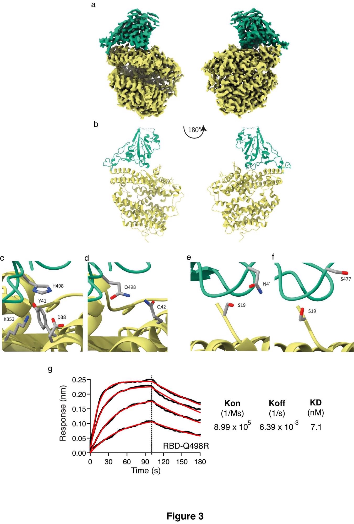 Structure of RBD4.8 in complex with HuACE2 Cryo-EM structure and model of the ACE2-RBD complex. Sharpened Cryo-EM map (a) of the HuACE2-RBD4.8 complex with ACE2 colored yellow and RBD in green. The refined coordinates are shown in cartoon representation (b) and colored as above. In panel (c) H498 can be seen in proximity to ACE2 Y41 forming a non-planar π-interaction while ACE2 residues K353 and D38 are within hydrogen-bonding distance to H498 and could contribute to the tighter interaction formed by this RBD mutant, whereas Panel (d) shows Q498 in RBD1 (PDB accession number 6M0J, 19) in proximity to ACE-2 Q42. Panel (e) indicates that the S477N substitution places this longer side-chain closer to S19 in ACE2 and within hydrogen-bonding distance thus enhancing the binding between HuACE2 and RBD4.8. Panel (f) shows the positioning of S477 in RBD1 and ACE2 S19 (PDB accession number 6M0J19). (g) Biolayer interferometry was performed with RBD containing the Q498R substitution in solution and HuACE2 immobilized on the sensor. Curves were fitted and used to calculate Kon, Koff and KD.