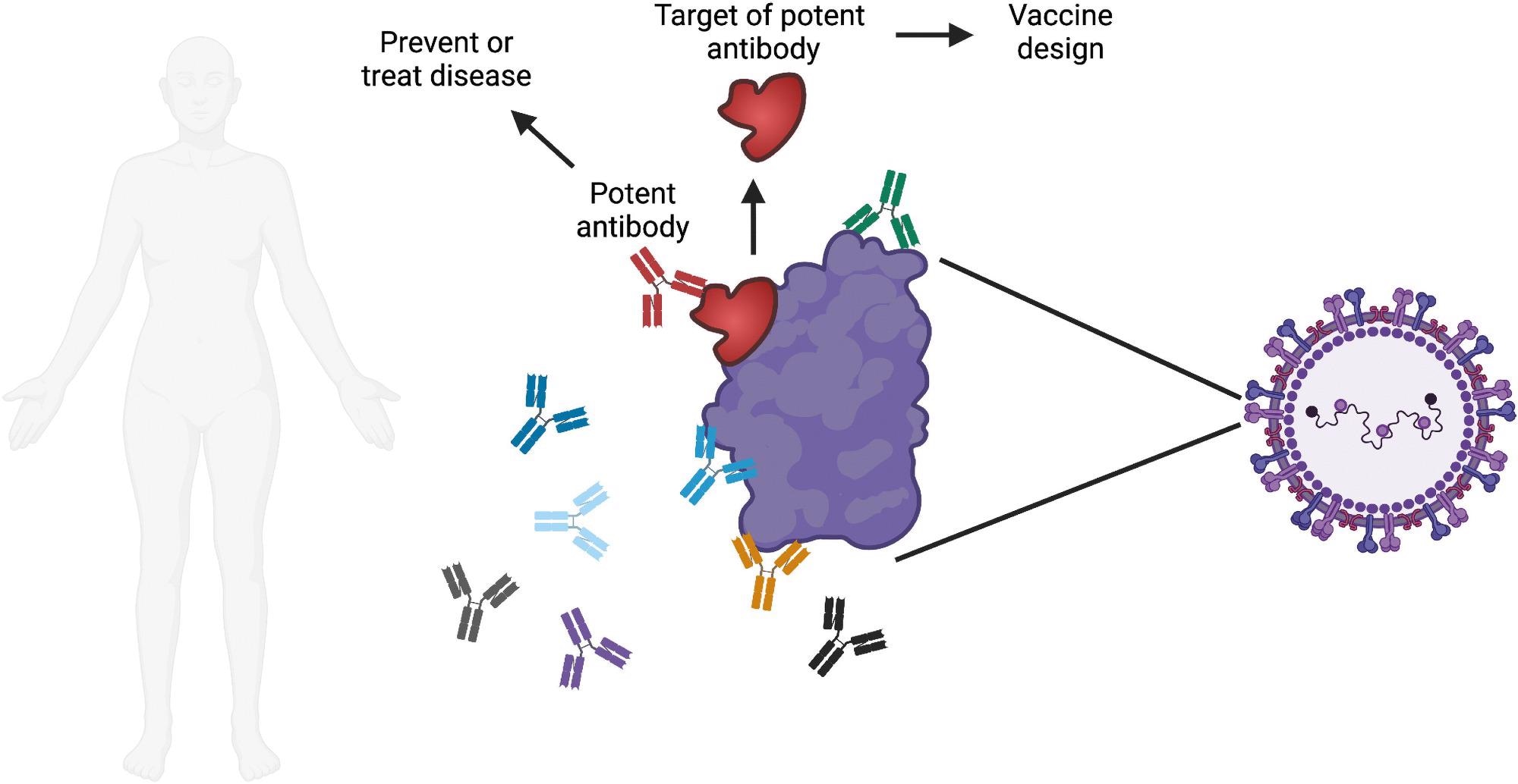 Overview of research into monoclonal antibodies.  Each person makes many different antibodies in response to infection or vaccination.  A major goal of monoclonal antibody research is to identify the most potent antibodies to a specific pathogen of interest.  Potent antibodies can be tested for the ability to prevent or treat disease in humans.  The site of the pathogen bound by the potent antibody can be evaluated for use in a vaccine for the purpose of triggering the production of these potent antibodies when the vaccine is administered.  Image created with Biorender.com.