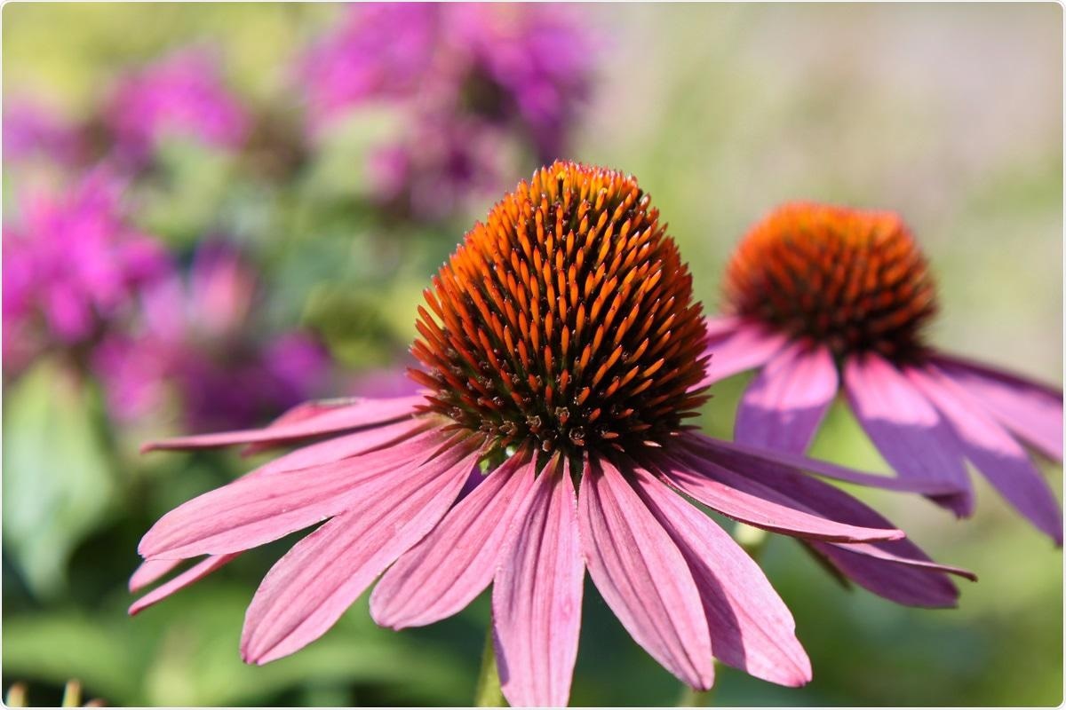 Study: Echinacea as a Potential Force against Coronavirus Infections? A Mini-Review of Randomized Controlled Trials in Adults and Children. Image Credit: Anna-Nas / Shutterstock.com