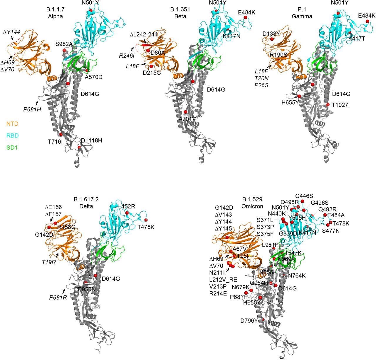 Structural modeling reveals a persistent D614G mutation, shared RBD mutations, and distinctive NTD mutations in five variants of concern. Structural models of a SARS-CoV-2 spike protomer from B.1.1.7, B.1.351, P.1, B.1.617.2, and B.1.1.529 variants. NTD, RBD, and SD1 domains are shown in orange, cyan, and green, respectively. Mutations are highlighted in the structural diagrams with a red sphere at Cα. Mutations at positions that are not resolved in the cryo-EM structure are labeled in italics with arrows pointing to the disordered regions (shown with dashed lines).