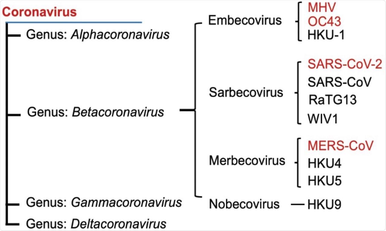 Phylogenetic tree of betacoronaviruses and their lineages. Viruses examined in this study are show in red font.