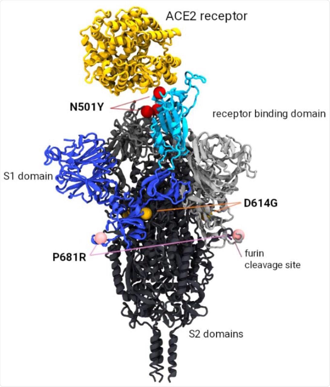 Model of the SARS-CoV-2 Spike trimer protein indicating the relative position of the P681R, N501Y and D614G mutations of current interest (MOCI).