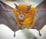 Novel insight into the immune characteristics of bats