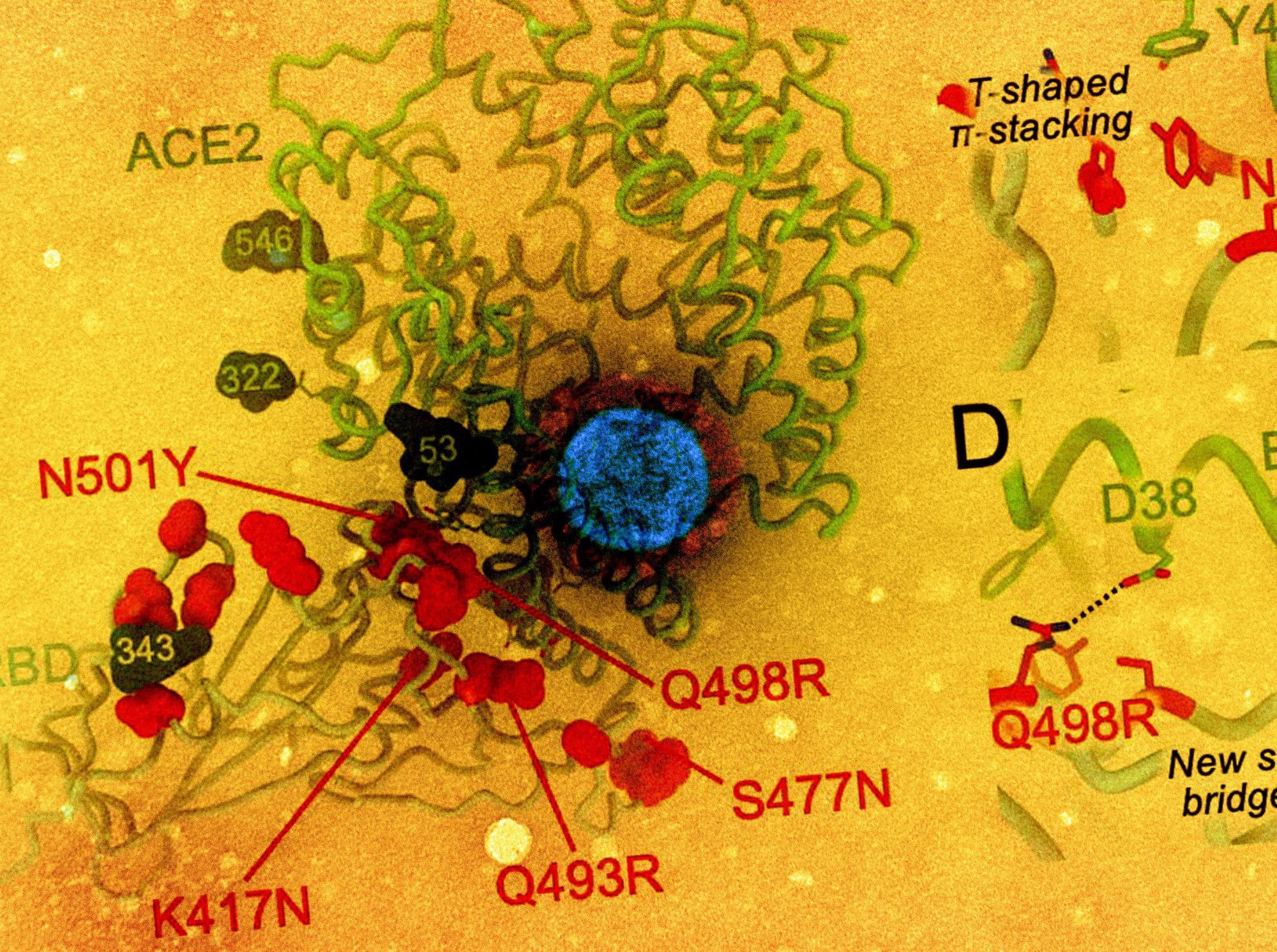 Study: Structural basis of SARS-CoV-2 Omicron immune evasion and receptor engagement. Image Credit: NIAID