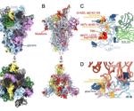 Scientists provide a structural framework for Omicron immune evasion and ACE2 receptor recognition