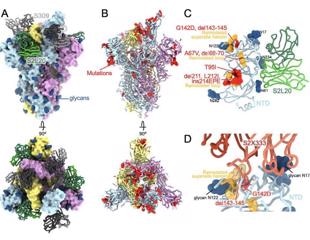 Scientists provide a structural framework for Omicron immune evasion and ACE2 receptor recognition