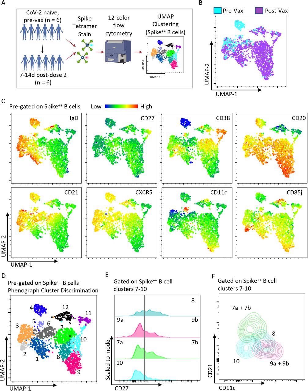 Heterogeneous spike-specific B cells emerge following mRNA vaccination. A) Pictorial overview of initial flow cytometry studies using spike-specific probes and unbiased clustering. B) UMAP dimensionality reduction displaying all Spike-specific B cells from previously unexposed, healthy individuals (n=6) and paired post-vaccination dose #2 (n=6) from the same individuals. The plot is color coordinated based on timepoints of pre-vaccination (Pre-Vax) and post-vaccination (Post-Vax). C) Heatmap overlays of the same UMAP from figure B displaying the relative expression patterns of IgD, CD27, CD38, CD20, CD21, CXCR5, CD11c, and CD85j. D) Overlay of color-coordinated clusters among Spike-specific B cells discriminated using Phenograph. E) Histograms displaying relative contributions from double-negative B cells (CD27Negative) and switched memory B cells (CD27+) among Phenograph clusters 7 through 10. F) Overlaid contour plots of clusters 7 through 10 displaying a relative expression of CD21 and CD11c.
