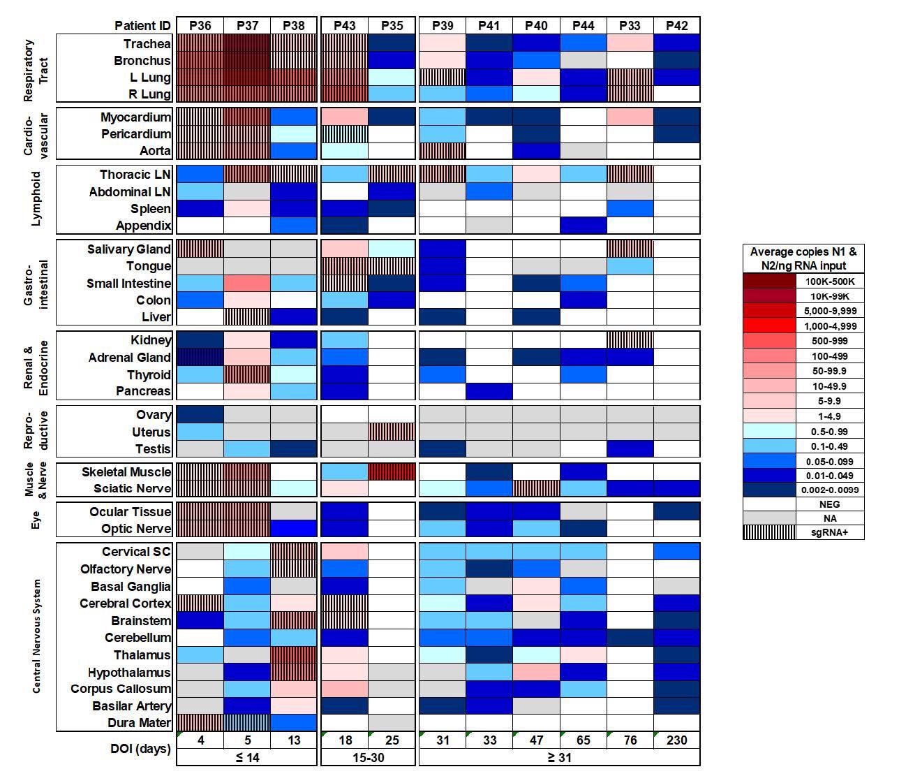 Distribution, quantification, and replication of SARS-Cov-2 across the human body and brain. The heat map depicts the highest mean quantification of SARS-CoV-2 RNA (N) via ddPCR present within the tissues of eleven COVID-19 autopsy patients who underwent whole body and brain sampling. Patients are aligned from shortest to longest duration of illness (DOI) prior to death, listed at the bottom of the figure, and grouped into early (≤14 days), mid (15-30 days), and late (≥31 days) DOI. Tissues are grouped by tissue category beginning with the respiratory tract at the top and central nervous system at the bottom. Viral RNA levels range from 0.002 to 500,000 N gene copies per ng of RNA input, depicted as a gradient from dark blue at the lowest level to dark red at the highest level. Tissues that were also positive for sgRNA via real-time RT-PCR are shaded with black vertical bars. L/left, LN/lymph node, NA/not acquired, R/right, SC/spinal cord.