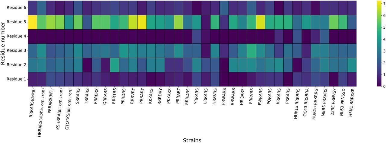 Heat map of interfacial hydrogen bonds from furin to the six residue peptide by residue number (vertical) for various observed SARS-CoV-2 along with two unobserved, and for other human coronaviruses and H5N1. Clearly, the key residue for binding is the fifth.