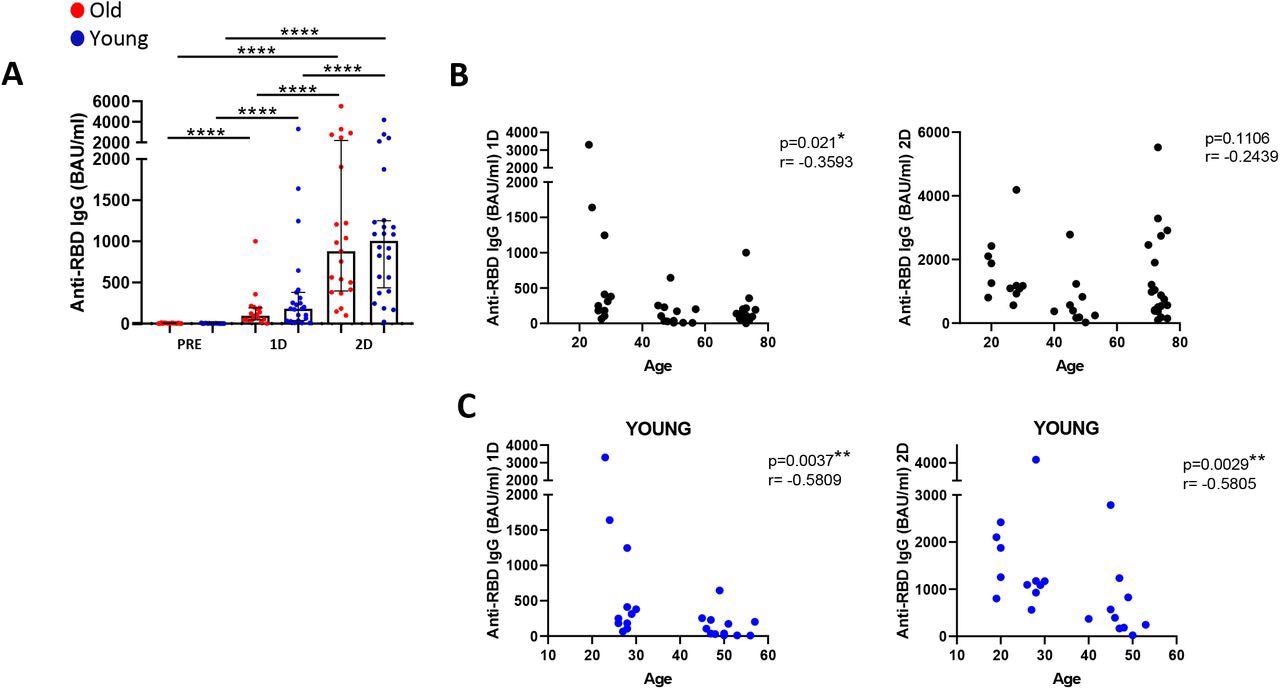 SARS-CoV-2 specific IgG levels are inversely associated with age (A) Anti-RBD IgG levels (Binding Antibody Units (BAU)/mL) in old and young participants before SARS-CoV-2 vaccination (PRE), three weeks after the first dose (1D) and two months after the second dose (2D). (B and C) Correlation of anti-RBD IgG levels with age in all the study participants (B) and only in young group (C) after the first dose (left panels) and after the second dose (right panels).