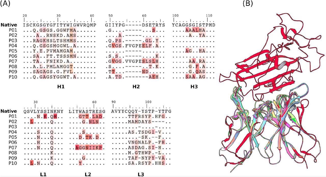 Sequences of the CDRs (A) and the structures (B) of the 10 selected mAbs for evaluations using US/SIRAH and FORTE methods. Dots represent identities. Residue letters in (A) were colored according to similarity with their counterparts in the reference native CR3022 sequence. In (B) RBD (up) was colored in red and each candidate antibody (down) in a different color.