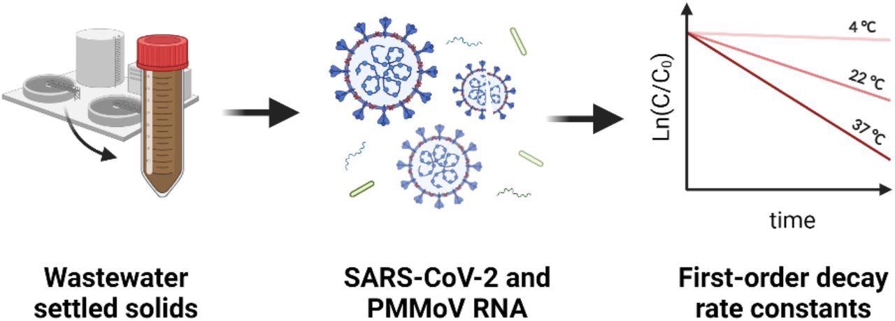 SARS-CoV-2 and pepper mild mottle virus RNA highly persistent in wastewater solids