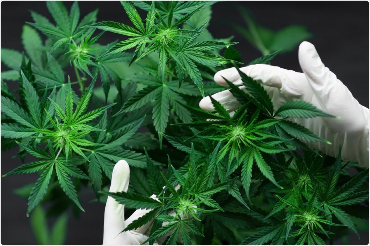 Study: Cannabinoids Block Cellular Entry of SARS-CoV-2 and the Emerging Variants. Image Credit: Dmytro Tyshchenko / Shutterstock