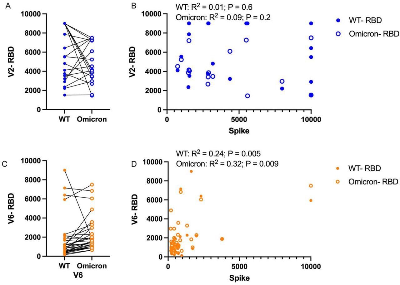 Comparison of humoral response to wild-type (WT) and Omicron RBD. A) Following the second mRNA vaccine dose, anti-RBD responses titers are compared between WT and Omicron, B) and correlations between RBD and Spike were assessed for each variant. C) Anti-RBD titers were also compared at the 6-month time point, and correlation between RBD and Spike was again assessed. Paired analysis with t-test, correlation with Pearson correlation.