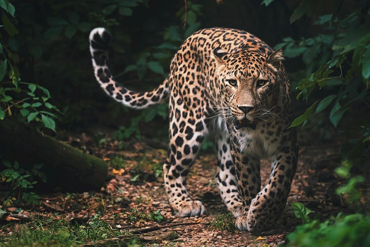Study: Systemic infection of SARS-CoV-2 in free ranging Leopard (Panthera pardus fusca) in India. Image Credit: Ondrej Chvatal/Shutterstock