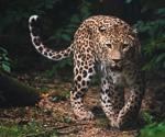 Exploring the systemic infection of SARS-CoV-2 in a wild leopard in India
