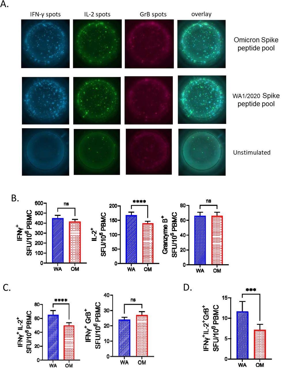 Robust SARS-CoV-2 specific T cells responses in immunized individuals A) 106 PBMCs per well were stimulated with Spike peptide pools from USA-WA1/2020) and B.1.1.529 (Omicron) cultured for 42h in pre-coated IFN-γ, IL-2 and GrB FLUORISpot plates. Both peptide pools induced responses of all three cytokines compared to unstimulated wells. B) Ag-specific ELISpot numbers were calculated by subtracting the unstimulated wells of each participant from the peptide stimulated wells. All immunized subjects (post infection and vaccinated) were pooled together (N=326). Omicron peptide pool induced equal IFN-γ and GrB response compared to USA-WA1/2020 but lower IL-2. C) Number of polyfunctional IFN-γ+IL-2+ cells but not IFN-γ+GrB+ cells was reduced after stimulation with Omicron spike peptide pool. D) Triple positive IFN-γ+IL-2+GrB+ were also reduced following stimulation with Omicron peptides. Data presented as mean ± standard error of the mean. Two-tailed Wilcoxon rank test. For all statistical differences *p<0.05, **p<0.01, ***p<0.001. ****p<0.0001.