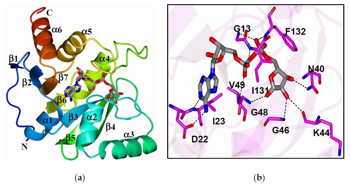 (a) La estructura del macrodominio SARS-CoV-2 complejado con ADP-ribosa (6WOJ);  (b) enlaces de hidrógeno (líneas discontinuas) entre los aminoácidos en el bolsillo de unión y ADP-ribosa.  Obtenido de Alhammad et al., 2020.