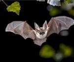 Recombinant bat coronavirus reported in wide-ranging Cambodian bat
