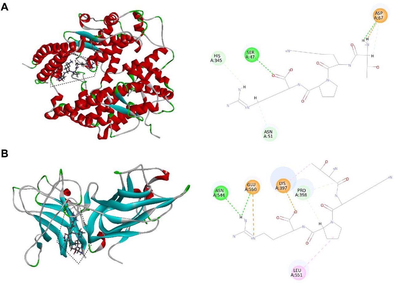 Molecular interaction of tuftsin with ACE2 and NRP1. (A) (Left) The binding pattern of tuftsin with ACE2. Binding area was circled by black dotted line. Secondary structural elements are depicted as ribbons (coils, α-helices, arrows, β-sheets). Color is based on secondary structures (α-helices, red; β-sheets, skyblue; loops, green). (Right) Molecular interaction schemes of tuftsin with the relative residues of ACE2. Green lines represent conventional hydrogen bonds; light green lines represent carbon hydrogen bonds; orange lines represent salt bridges; and pink lines represent alkyl bonds. (B) (Left) The binding pattern of tuftsin with NRP1. Binding area was circled by black dotted line. (Right) Molecular interaction schemes of tuftsin with the relative residues of NRP1. Other interpretations are the same as above.