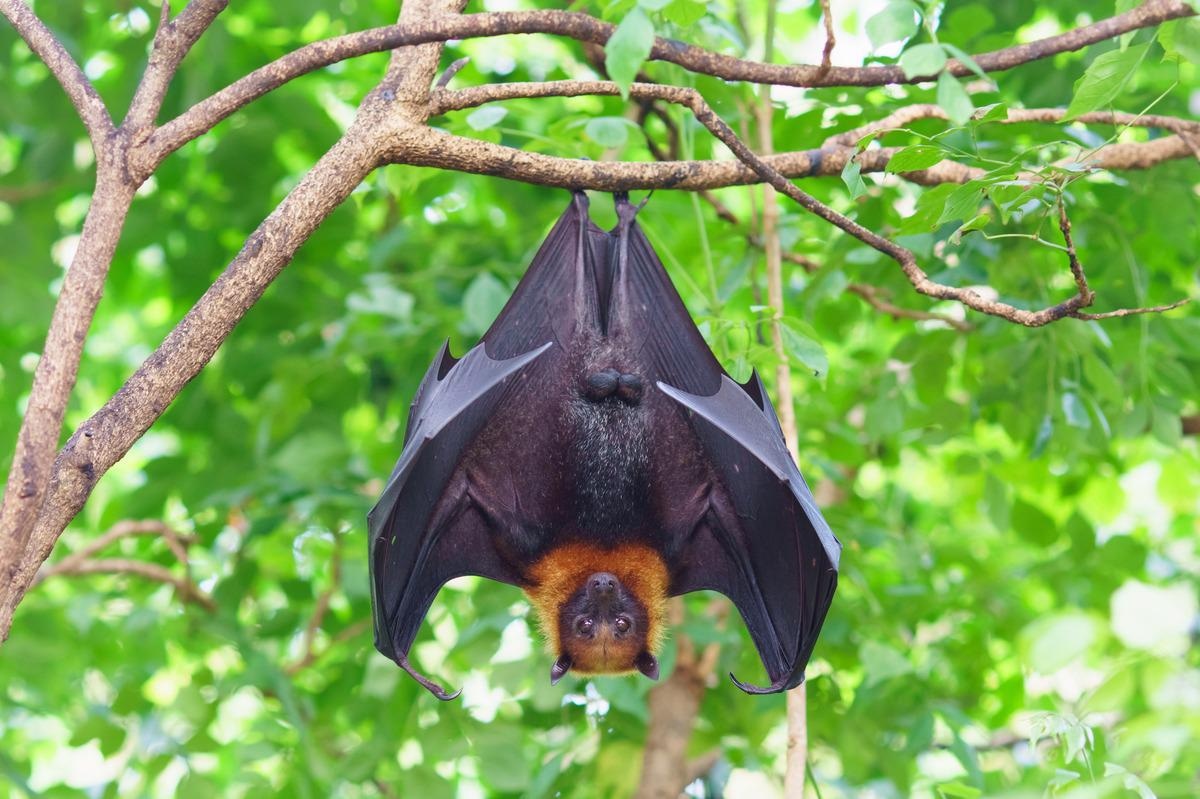 Study: Alphacoronaviruses Are Common in Bats in the Upper Midwestern United States. Image Credit: jekjob/Shutterstock