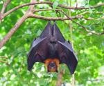 Alphacoronaviruses found to be common in bats in the upper Midwestern United States