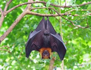 Alphacoronaviruses found to be common in bats in the upper Midwestern United States