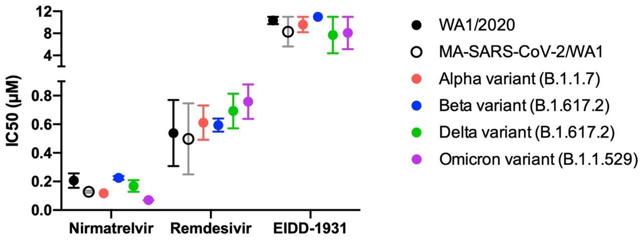 Antiviral IC50 calculated from 6-point dose-response curves in IF-based live-virus antiviral assays for nirmatrelvir, remdesivir, and EIDD-1931 (molnupiravir) against a panel of SARS-CoV-2 variants in HeLa-ACE2 cells. The IC50 was calculated and graphed using GraphPad Prism version 8.0.0. No loss of activity was observed for tested inhibitors against the Omicron variant. Data are means ± SD of two independent experiments performed in biological triplicate.