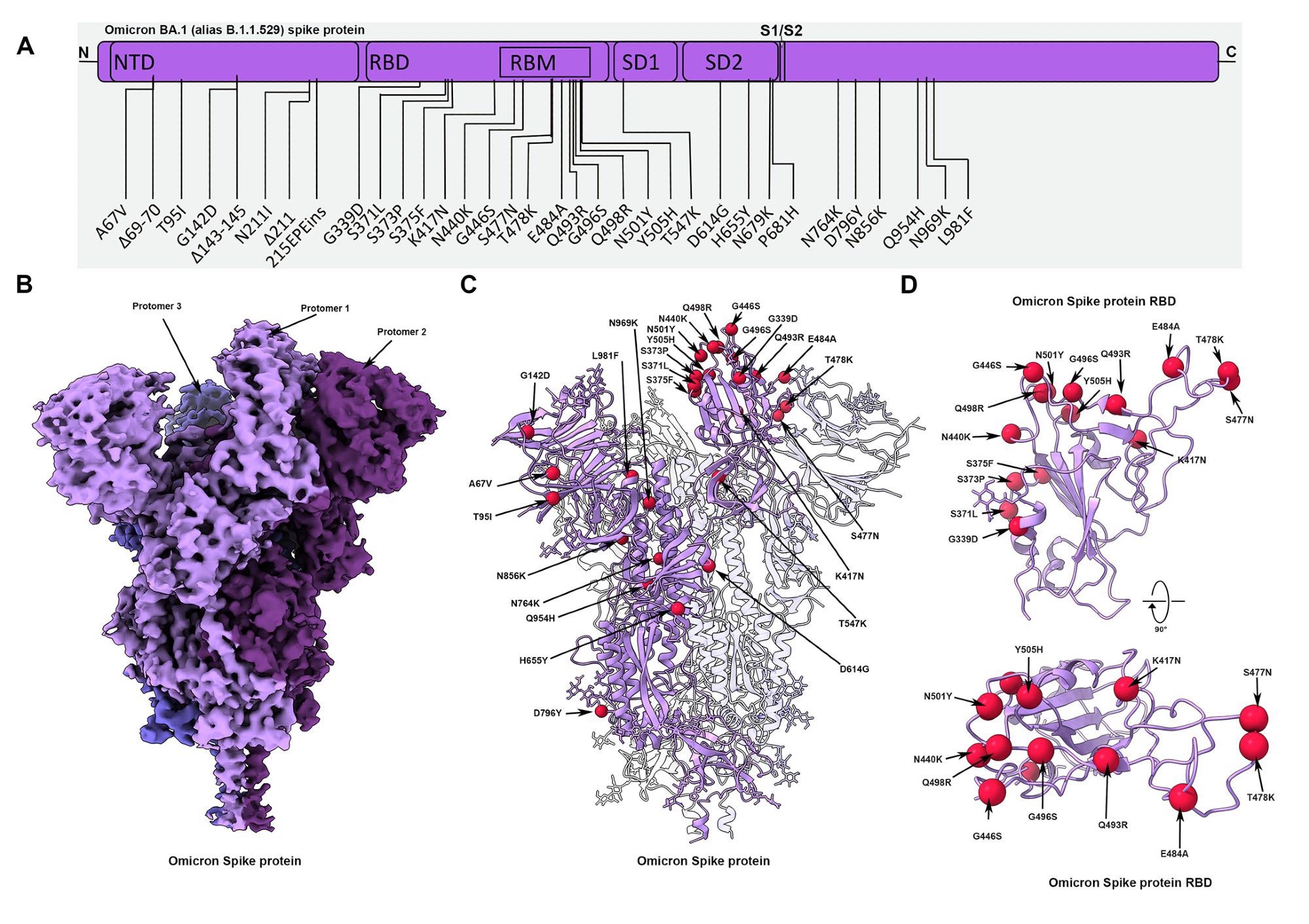 Estructura crio-EM de la proteína omicrón de espiga (a) Diagrama esquemático que muestra la disposición del dominio de la proteína de espiga.  Se destacan las mutaciones en la variante de la proteína espiga Omicron.  (B) Mapa Cryo-EM de la proteína de espiga Omicron con una resolución de 2,79 Å.  Los protómeros están coloreados en diferentes tonos de púrpura.  (C) Estructura Cryo-EM de la proteína de punta Omicron que indica sitios de mutación típicos en uno de los protómeros.  (D) Dominio de unión al receptor de picos Omicron (RBD) que se muestra en dos direcciones ortogonales a las posiciones Cα de los residuos mutantes que se muestran como esferas rojas.