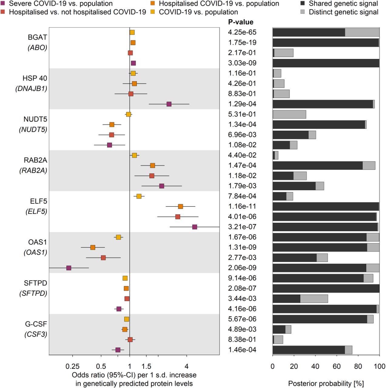 Proteins genetically linked to various COVID-19 outcomes. Odds ratios and 95%-CIs for the genetically predicted effect of protein levels on four different outcome definitions and control populations for COVID-19 (left), including protein targets with strong evidence for statistical colocalization for at least one definition (right). The column in the middle reports p-values. BGAT = Histo-blood group ABO system transferase; HSP 40 = DnaJ homolog subfamily B member 1; NUDT5 = ADP-sugar pyrophosphatase; RAB2A = Ras-related protein Rab-2A; ELF5 = ETS-related transcription factor Elf-5; OAS1 = 2’-5’-oligoadenylate synthase 1; SFTPD = Pulmonary surfactant-associated protein D; G-CSF = Granulocyte colony-stimulating factor