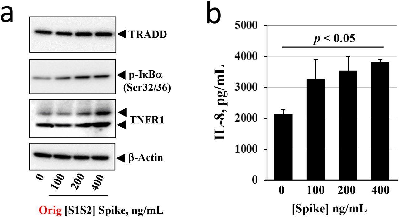 Effects of SARS-CoV-2 [S1S2] Spike on pro-Inflammatory TNFα/NFβB signaling proteins and IL-8 expression in differentiated BCi.NS1.1 (d-BCi) epithelia. The apical surface of the differentiated epithelium was treated with increasing concentrations of Original-[S1S2] Spike protein for 4 hours in submerged conditions, washed and then incubated for an additional 20 hours in ALI conditions. (a). TRADD, TNFR1 and p-IκBα increase in a Spike concentration-dependent manner. (b). IL-8 expression significantly increases as a function of increasing concentration of Spike protein. (N=3 independent experiments; p < 0.05 taken as significantly different from control.