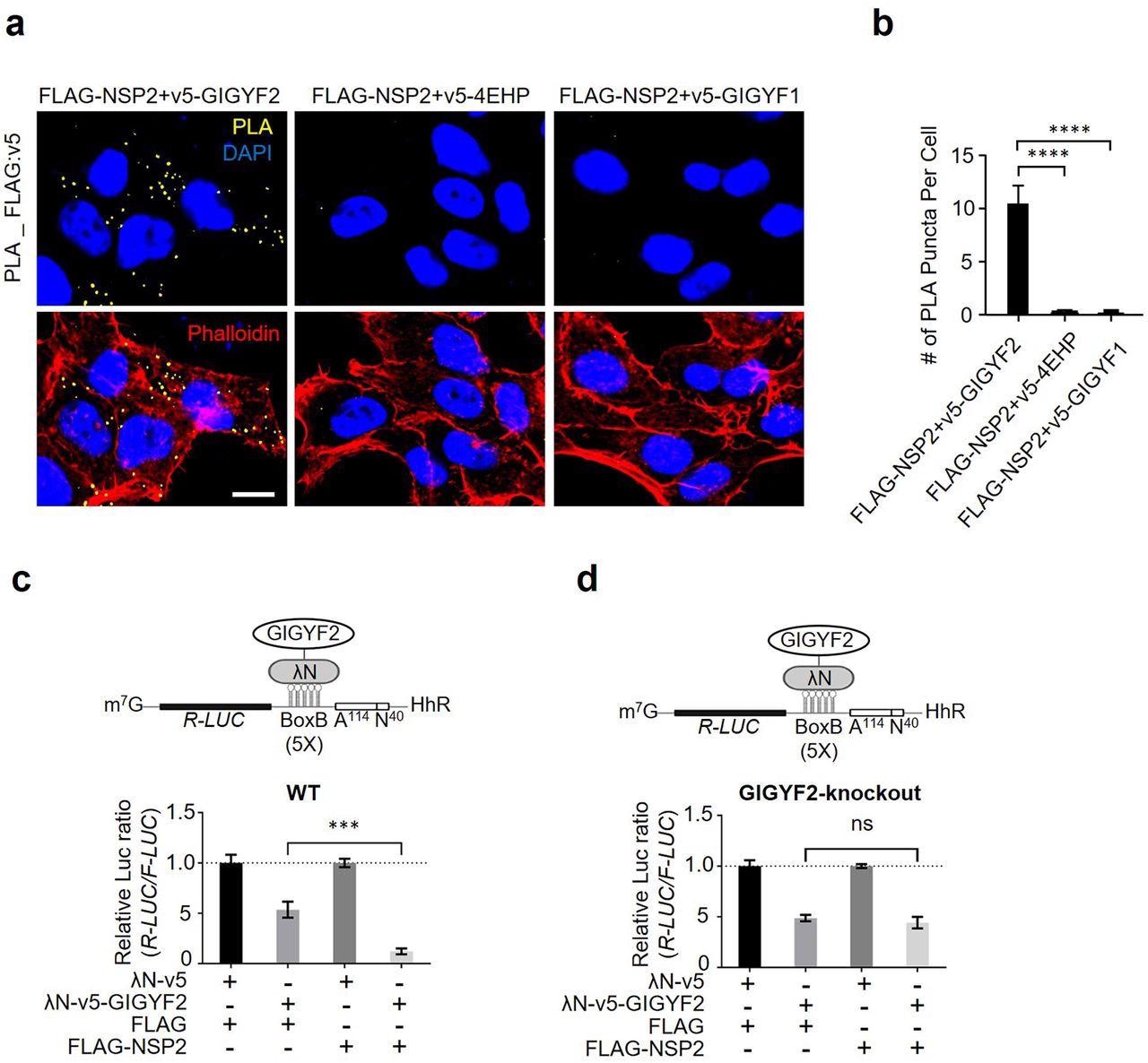 NSP2 bolsters the GIGYF2/4EHP translational repression complex. (a) PLA detection of NSP2-GIGYF2 interactions visible as fluorescent punctate in HEK293T cells transfected with vectors expressing v5-tagged GIGYF2, 4EHP, or GIGYF1 together with FLAG-NSP2. 24 h post-transfection cells were fixed and subjected to PLA using FLAG and v5 antibodies. PLA signals are shown in yellow. Nucleus and actin cytoskeleton were counterstained with DAPI (blue) and phalloidin (red), respectively. Scale